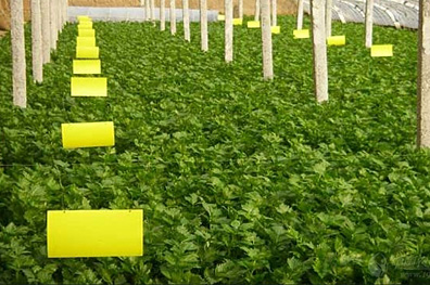 粘虫诱蝇压敏胶的应用示意图